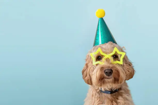 Photo of Cute dog wearing party hat and glasses