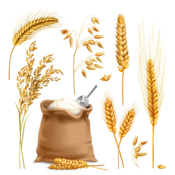 ilustrações, clipart, desenhos animados e ícones de cevada de trigo cevada cereais de arroz realista - wheat ears