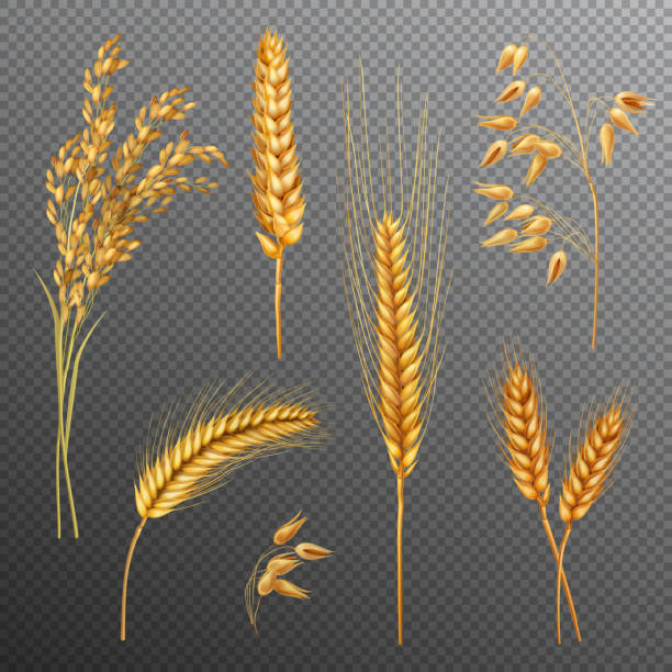 ilustrações, clipart, desenhos animados e ícones de cevada de trigo cevada cereais de arroz realista transparente - wheat ears