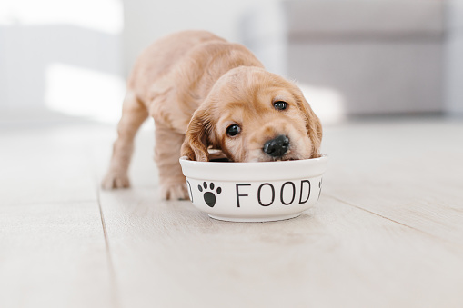 Inglés cocker spaniel cachorro comiendo comida para perros photo