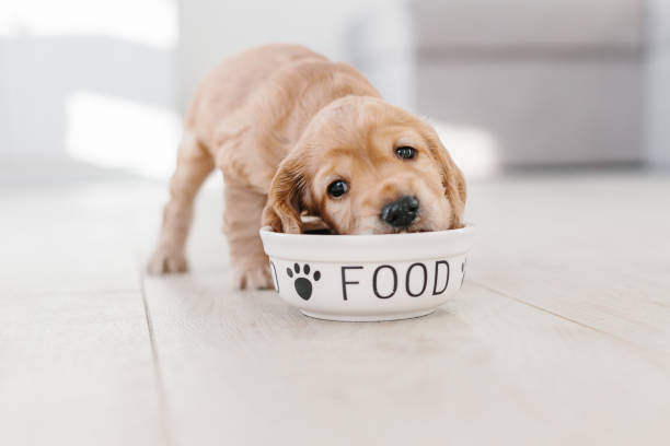 cucciolo inglese di cocker spaniel che mangia cibo per cani - dog eating puppy food foto e immagini stock