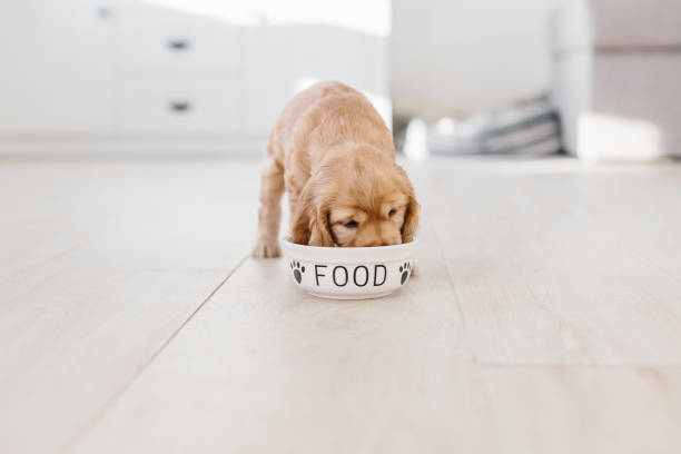 English cocker spaniel puppy eating dog food stock photo