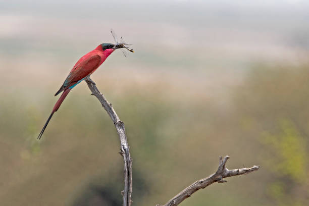 Karminspint (Merops nubicoides) in Chobe National Park, Botswana, Africa,