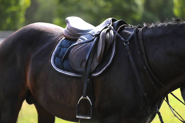 istock Closeup of a horseback under old leather jumper saddle on competition 1201205795