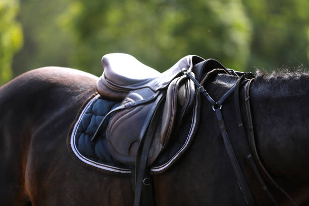 istock Closeup of a horseback under old leather jumper saddle on competition 1201205797