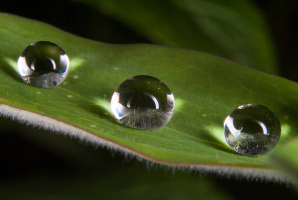 istock Drops of water on a leaf 1201205839