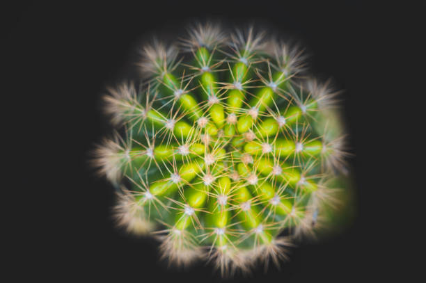 istock Selective focus, close up and top view shot on Golden barrel cactus (Echinocactus grusonii) 1201207030