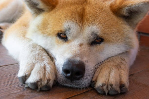 Portrait of young Akita inu dog lying lonely on a tiled floor - fotografia de stock