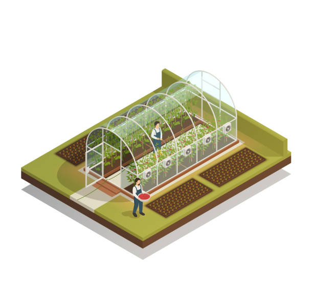 ilustraciones, imágenes clip art, dibujos animados e iconos de stock de composición isométrica de invernadero - greenhouse