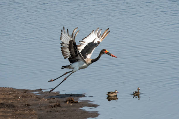 조베강, 보츠와나, 아프리카, - saddle billed stork 뉴스 사진 이미지