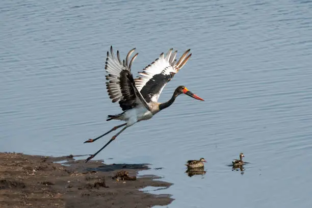 Saddle stork (Ephippiorhynchus senegalensis) on the Chobe River, Botswana, Africa,