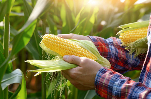 istock Harvest ready unwrapped corn cobs in farmer's hands 1201212388