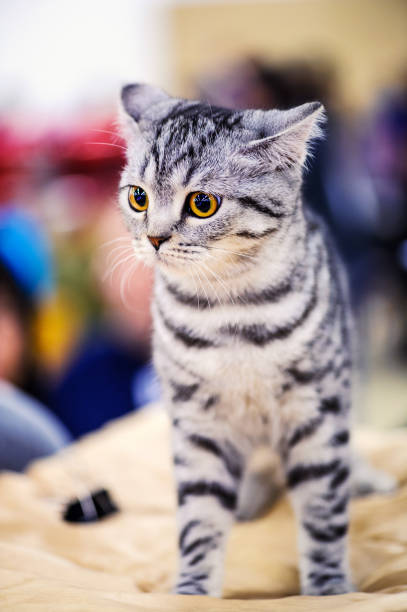 istock Portrait of beautiful cat 1201212445