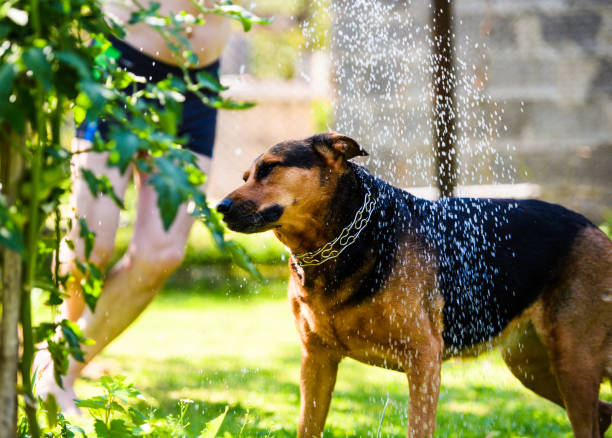 istock Funny dog on green grass under the water drops 1201212473