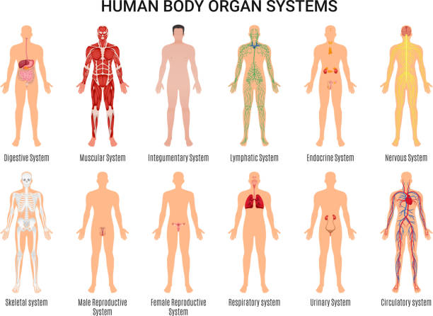 human body organ system set Main 12 human body organ systems flat educative anatomy physiology front back view flashcards poster vector illustration body part stock illustrations