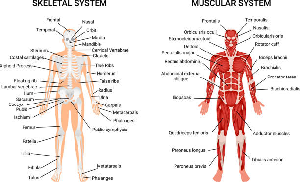 human muscular skeletal systems Muscular and skeletal systems anatomy chart complete educative guide poster displaying human figure from front vector illustration female rib cage stock illustrations