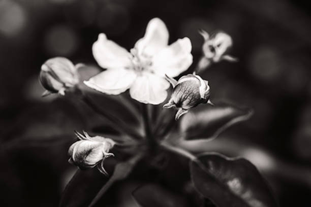 black and white fine art portrait of a flower from an apple tree