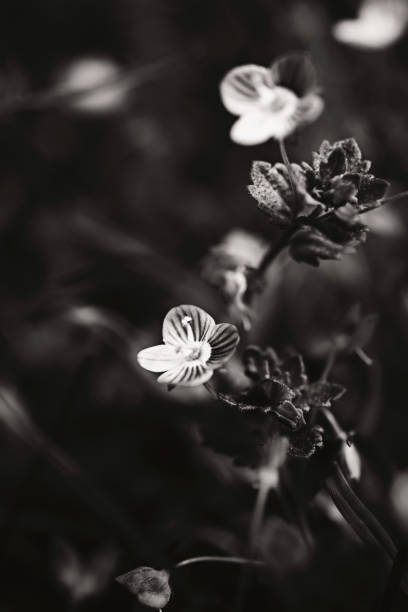 istock black and white flower in a field isolated 1201217703