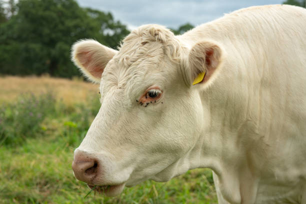 istock Close up of a white cow grazing 1201218773