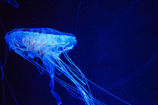 Beautiful jellyfish, medusa in the neon light with the fishes. Underwater life in ocean jellyfish. exciting and cosmic sight