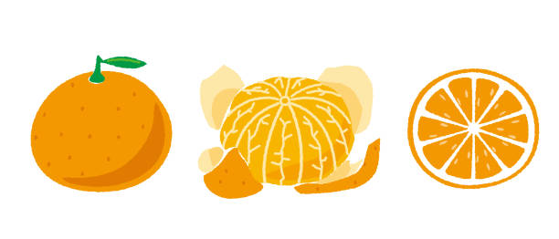 590+ Mikan Orange Stock Illustrations, Royalty-Free Vector