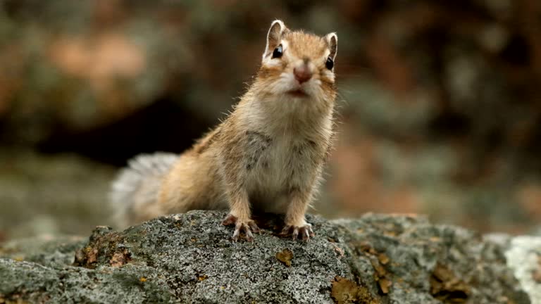 Close-up of a little curious Chipmunk looking at the camera. Slow motion.