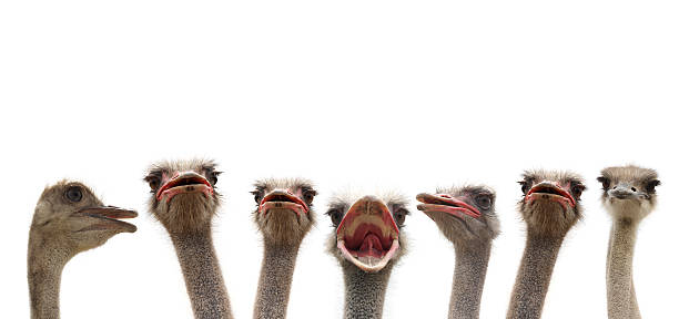 ostrich heads seven ostrich heads isolated on white background ostrich stock pictures, royalty-free photos & images