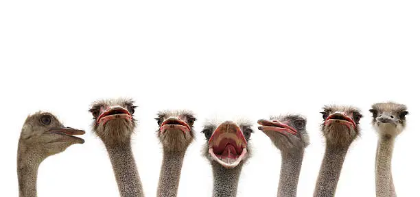 Photo of ostrich heads