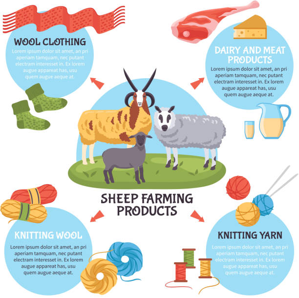 양 사육 인포그래픽 - sheep lamb agriculture knitting stock illustrations