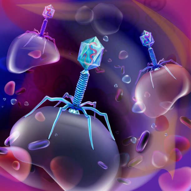 The beneficial bacteriophage virus in the human internal environment destroys harmful bacteria. Vector illustration. Phage therapy vector art illustration