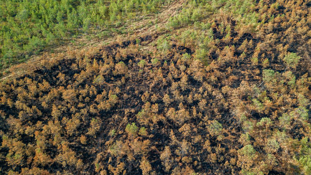 istock Aerial view after mass of a forest fire in the swamp. Ecological problem. 1201225515