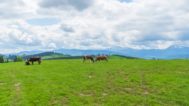 istock Idyllic landscape in the mountains with cows grazing in fresh green meadows, typical farmhouses and snowcapped mountain tops. Agriculture concept. 1201225516