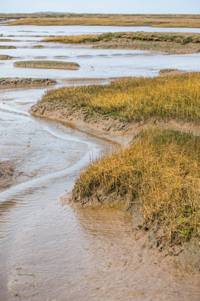 istock Views of mudflat at low tide 1201226850