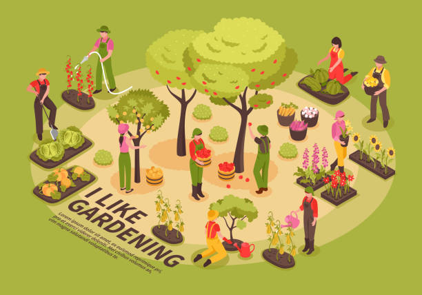 illustrazioni stock, clip art, cartoni animati e icone di tendenza di infografica isometrica del giardinaggio - orchard fruit vegetable tree