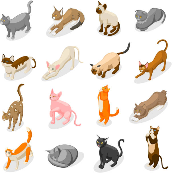 kuvapankkikuvitukset aiheesta puhdasrotuiset kissat isometriset kuvakkeet - siamese cat