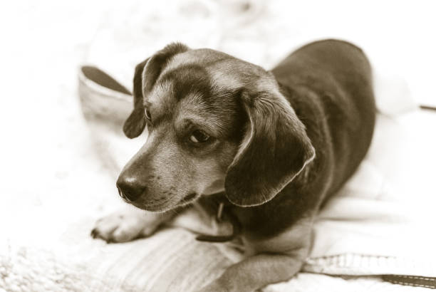istock Dog lying on the bed 1201227874