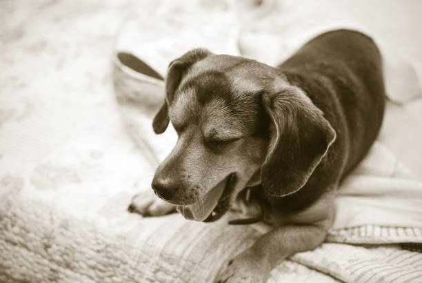 istock Dog lying on the bed 1201227878