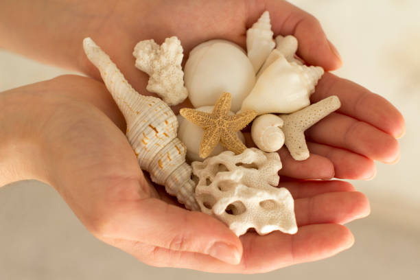 istock young woman holding sea shells and corals 1201229899