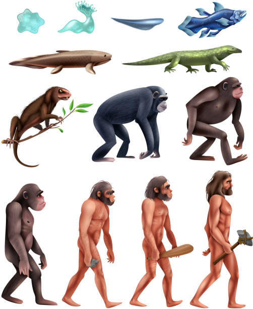 Darwin Evolution Set Stock Illustration - Download Image Now - Evolution,  Development, Progress - iStock