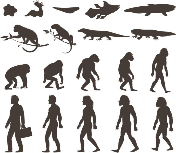 Machunk Evolution Evolution Of Man Names Of Stages