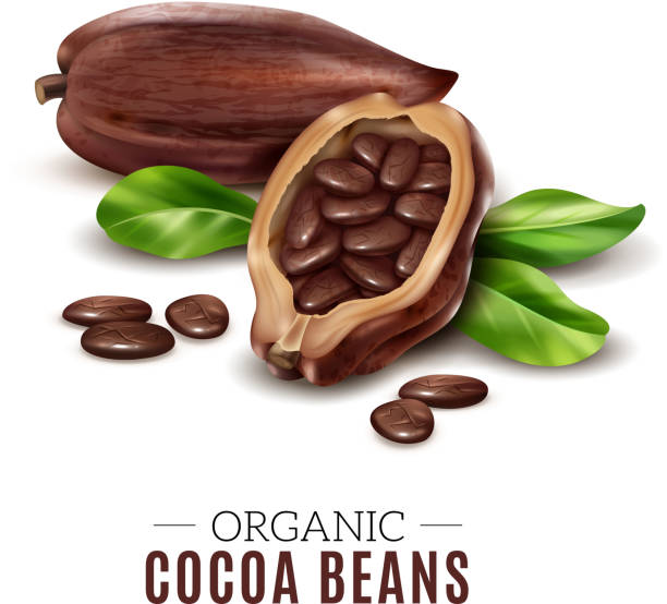 realistic cocoa Colored realistic cocoa composition with organic cacao bean headline and broken beans vector illustration cocoa bean stock illustrations