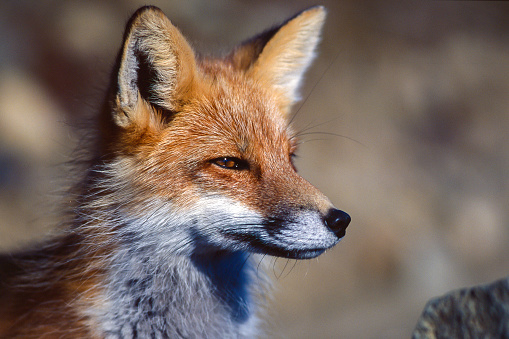 Red fox in Denali, Alaska, Denali National Park, Fall