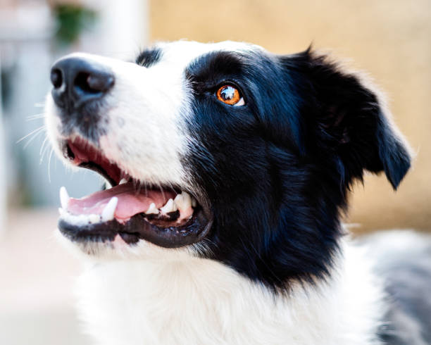 istock Portrait of a border collie 1201236366