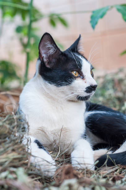 istock Black and white cat laying in the backyard 1201236536