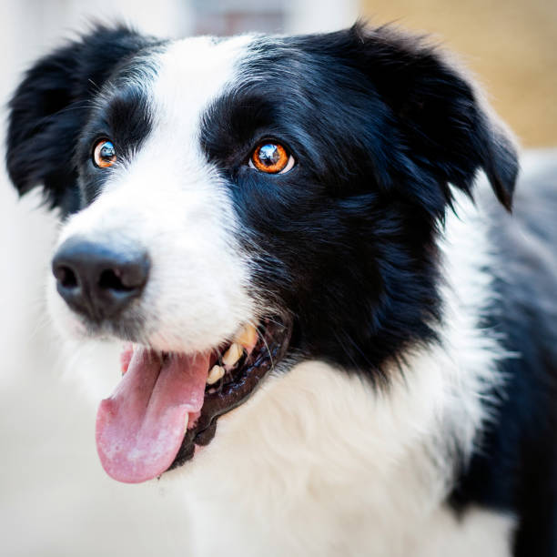 istock Portrait of a border collie 1201236539