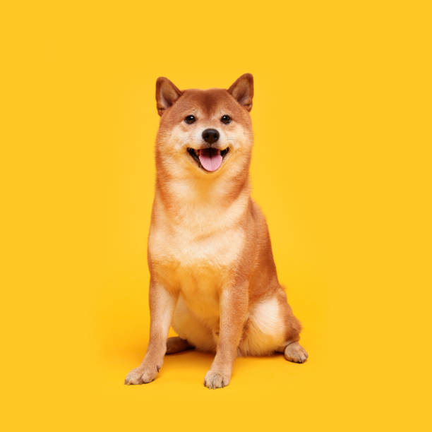 Happy shiba inu dog on yellow. Red-haired Japanese dog smile portrait Happy shiba inu dog on yellow. Red-haired Japanese dog smile portrait shiba inu stock pictures, royalty-free photos & images