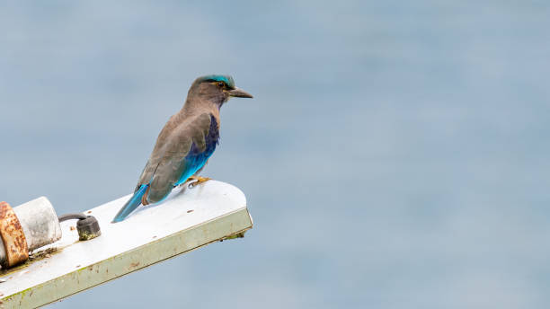 istock Indochinese Roller perching on LED lamp box looking into a distance 1201237496
