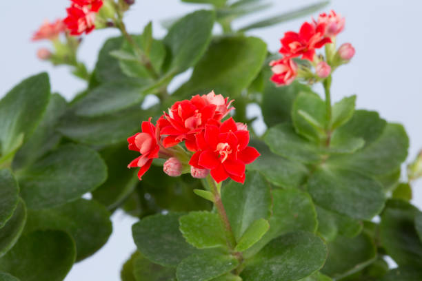 istock pink flowers for special days and for decoration 1201237565