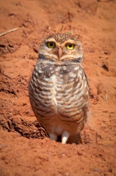 istock Burrowing Owl in the ground looking at the camera 1201237905