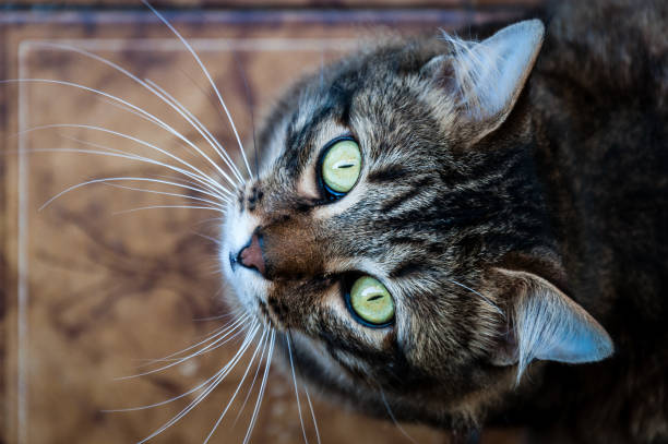 istock Brown cat looking to the camera with its big green eyes 1201238064
